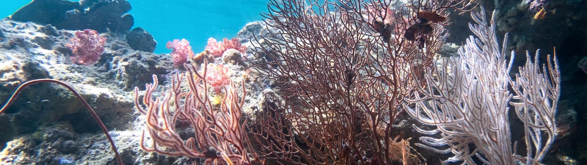 podwodne algi morskie, źródło: freepik