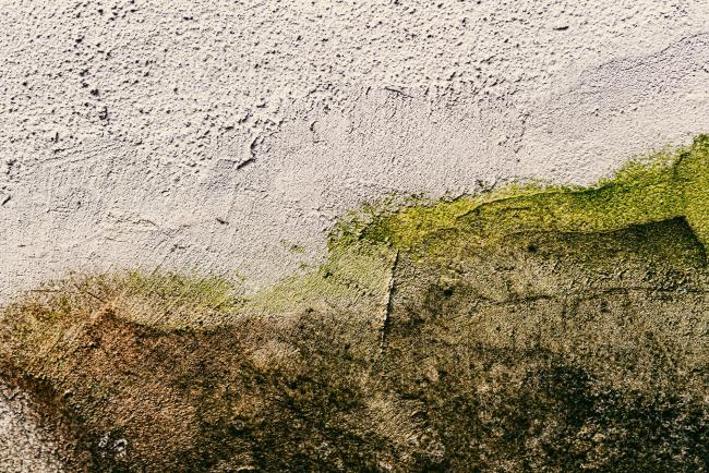 elewacja budynku pokryta zanieczyszczeniami biologicznymi